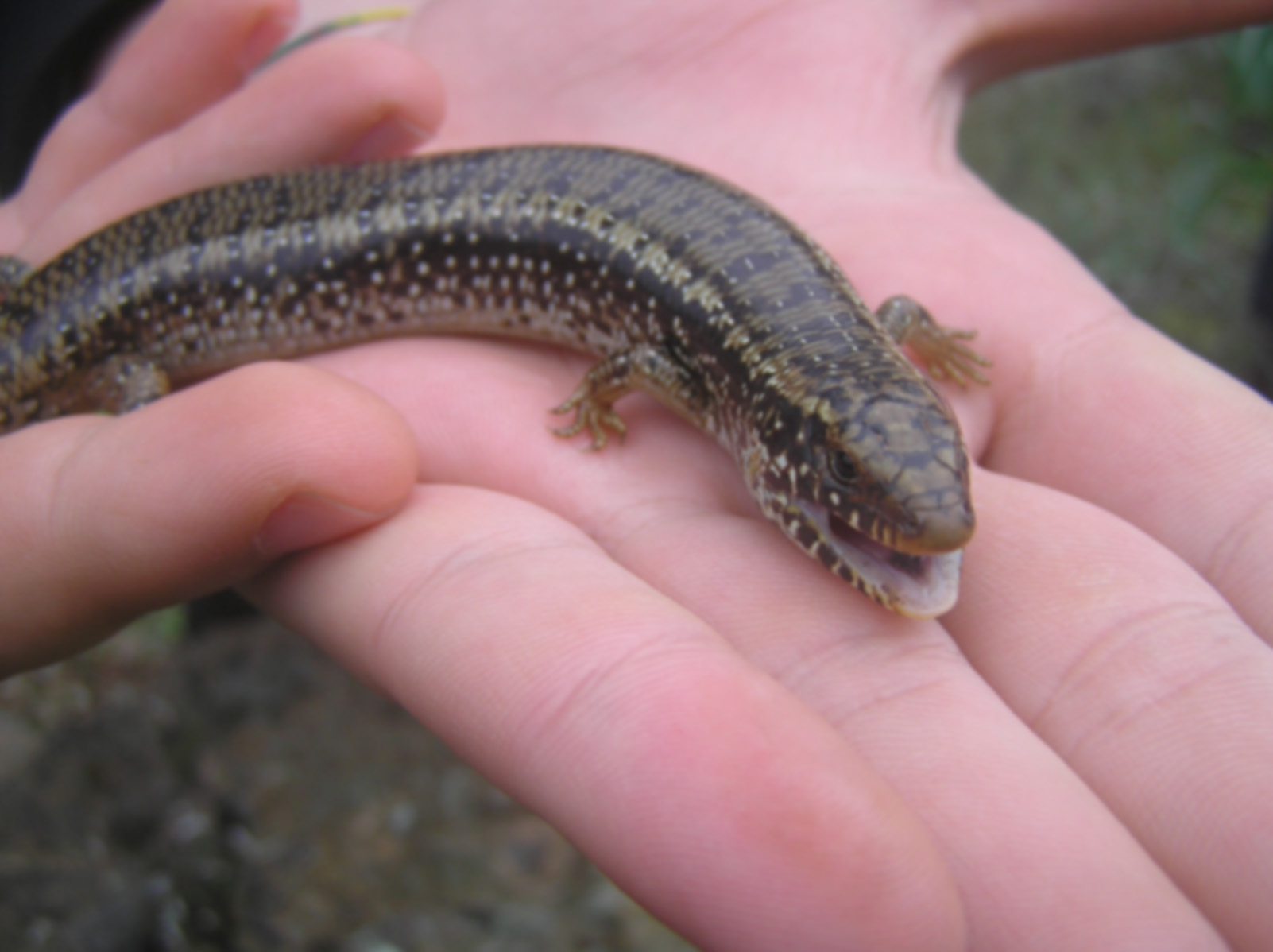 Chalcides ocellatus